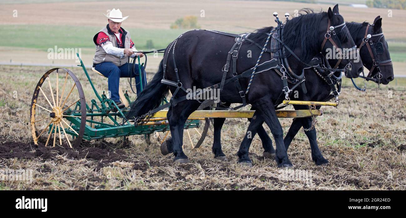 Agriculteur conduisant une équipe de deux chevaux à tirant Percheron labourant un champ de ferme après la récolte de la façon traditionnelle avec un cultivateur à tirant sur cheval, Canada Banque D'Images
