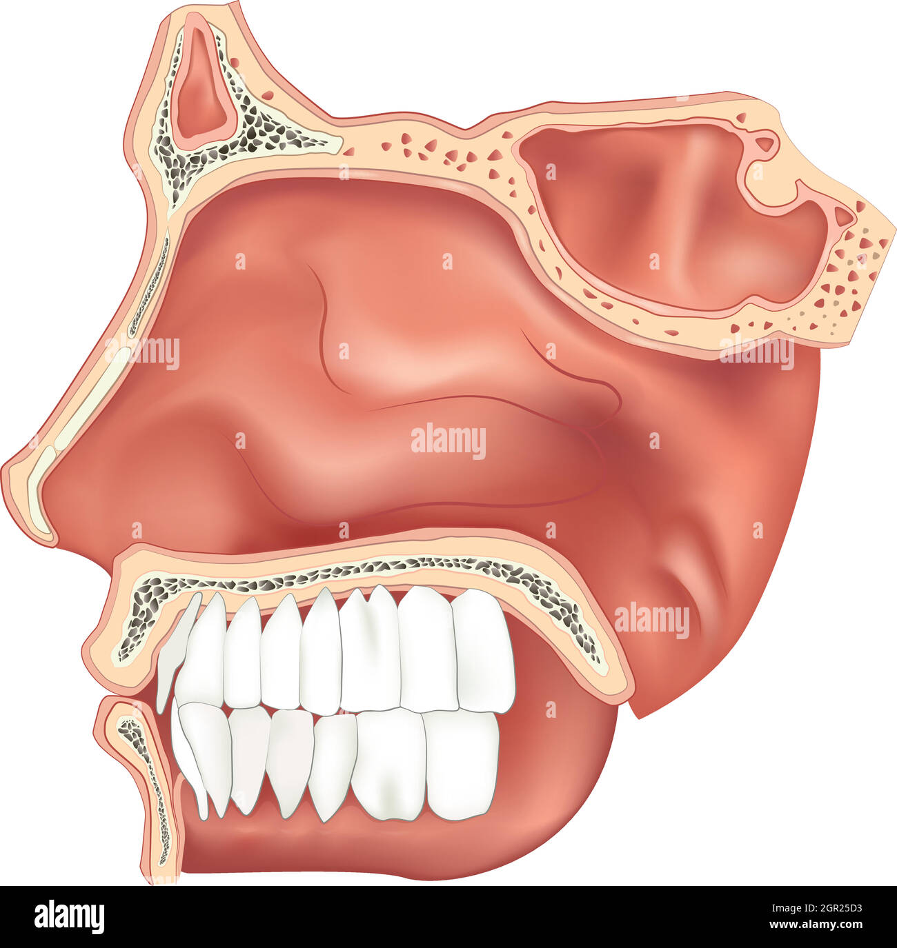 Cavité nasale Illustration de Vecteur