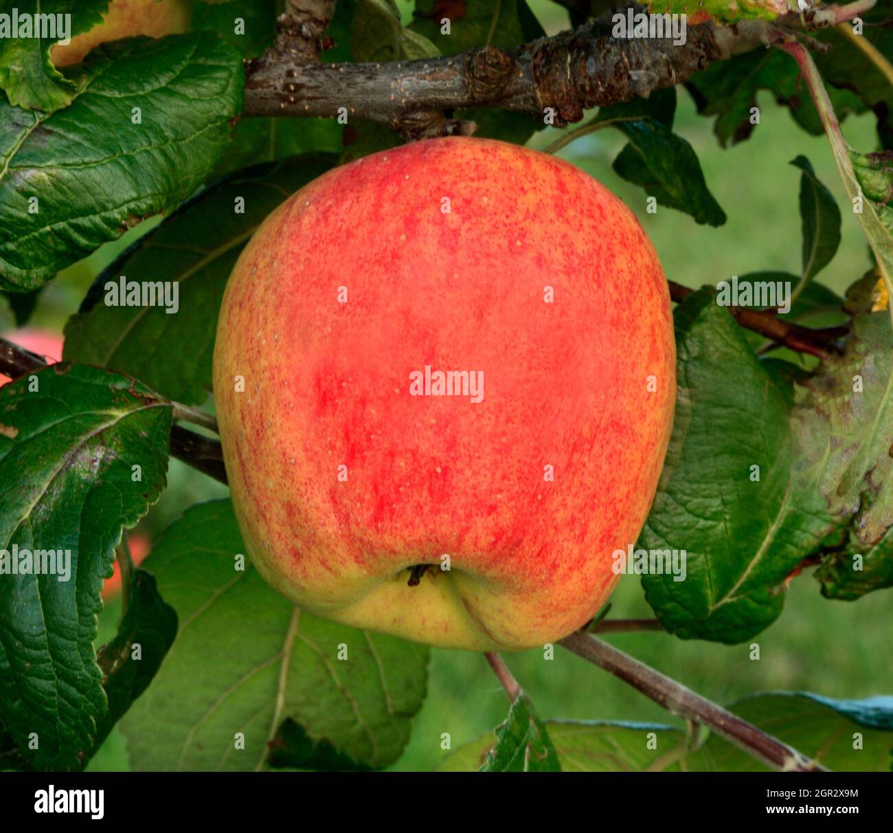 Pomme 'Horsford prolifique', pommes, fruits, malus domestica, saine alimentation, croissance sur arbre Banque D'Images