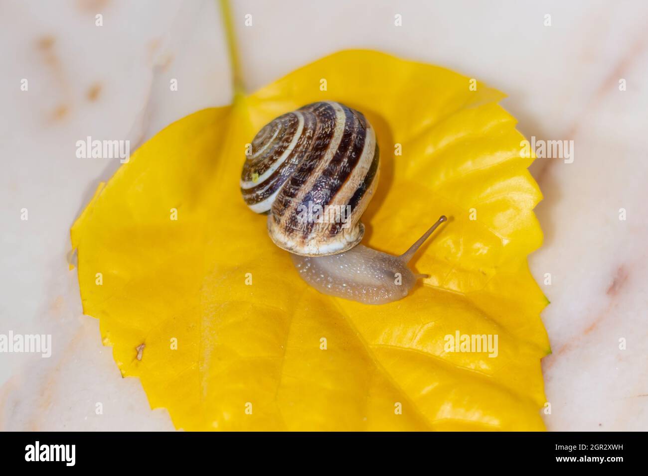 un petit escargot sur une feuille jaune sur le comptoir de ma cuisine Banque D'Images