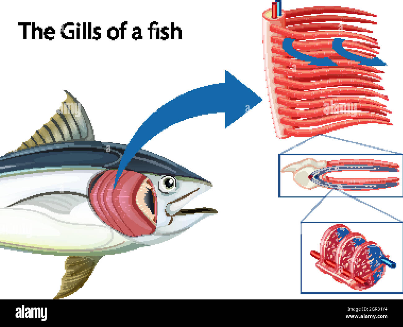 Schéma montrant les grils d'un poisson Illustration de Vecteur