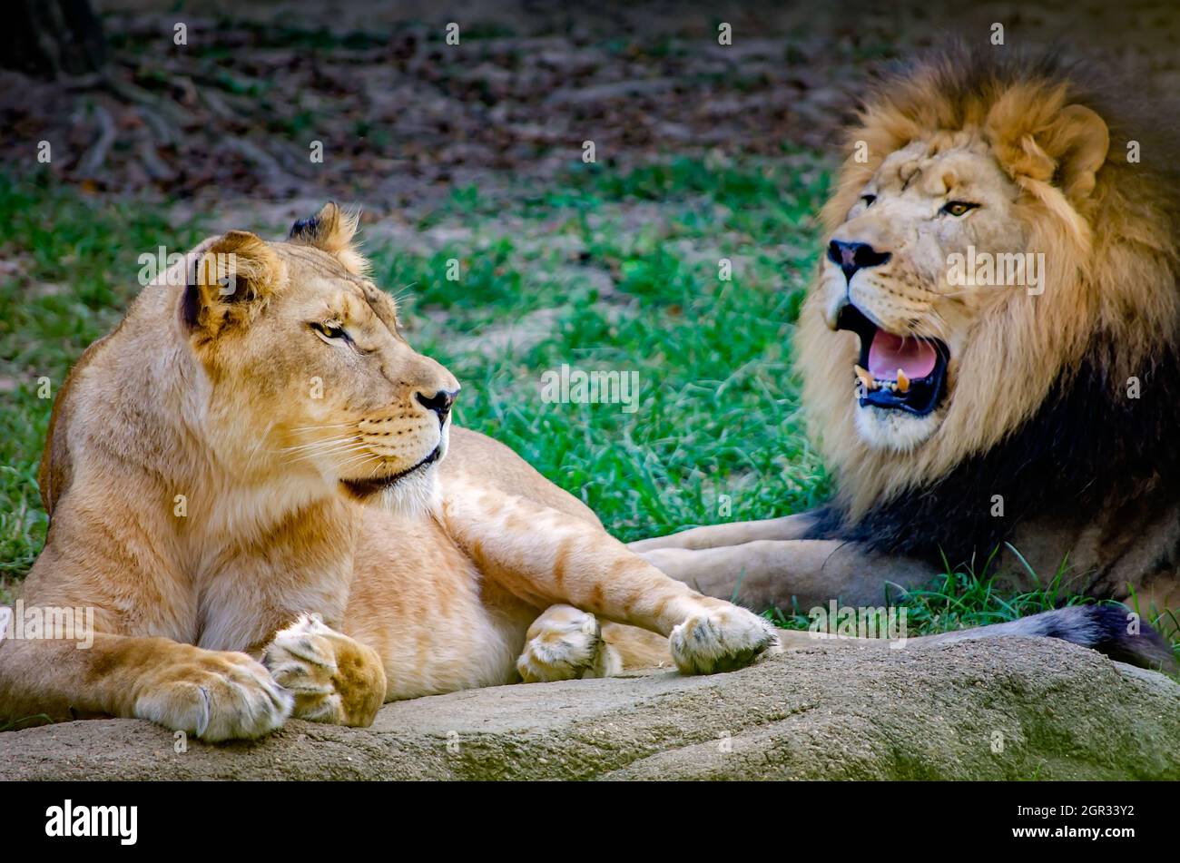 Une lionne africaine (Panthera Leo) se pose à côté d'un lion africain au zoo de Memphis, le 8 septembre 2015, à Memphis, Tennessee. Banque D'Images