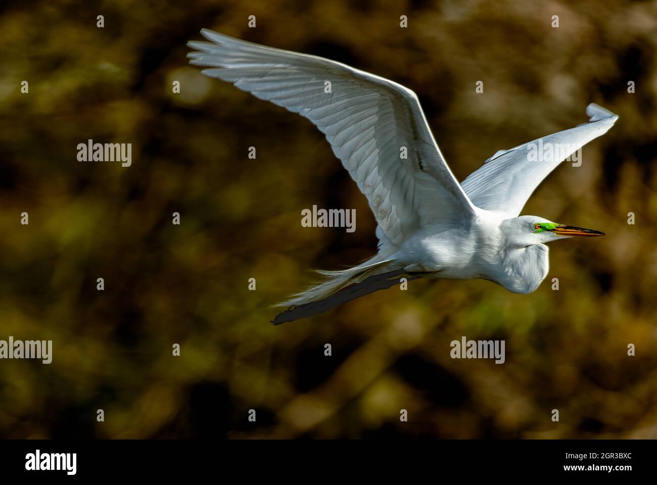 Grande Aigrette en vol Banque D'Images