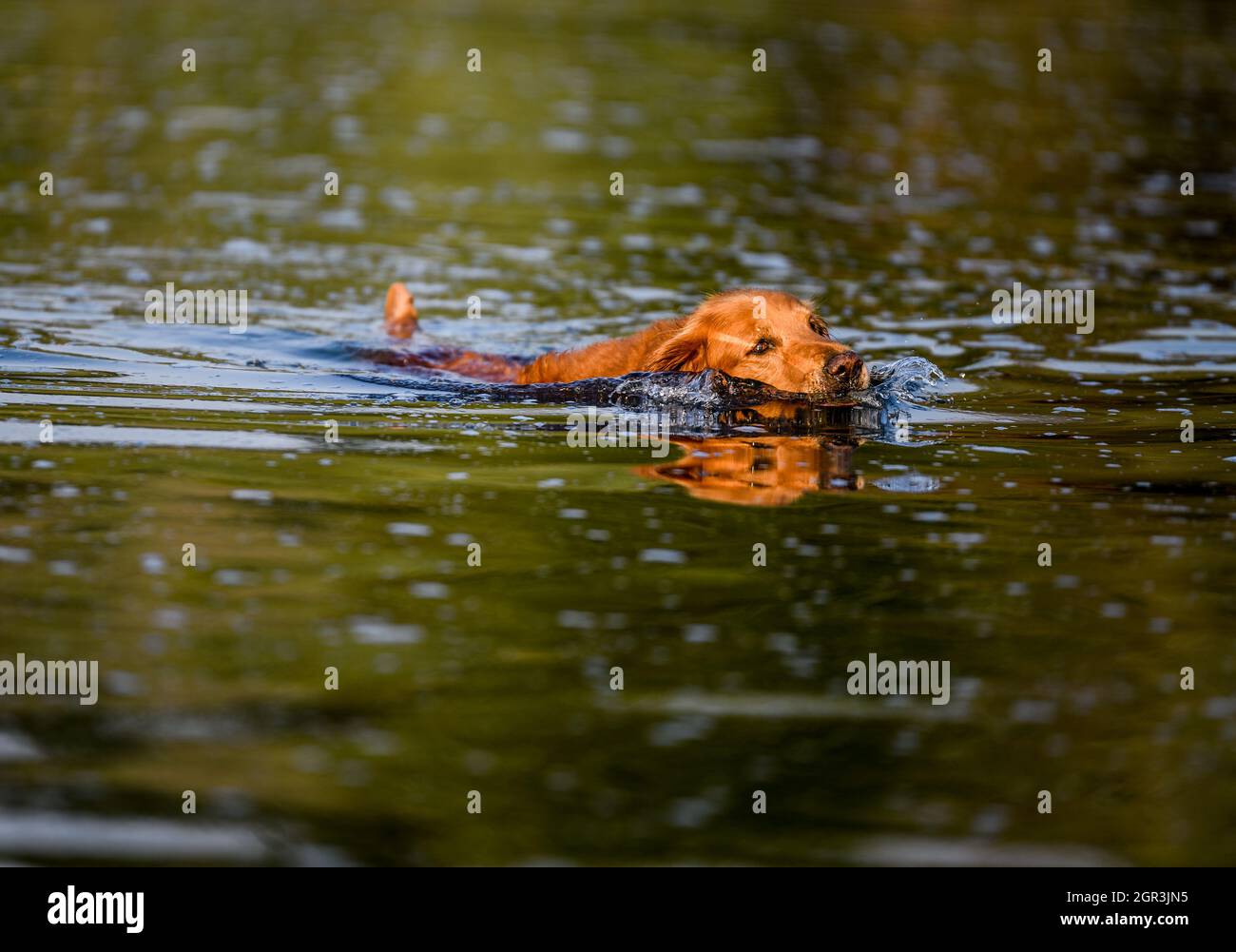 Le chien Golden Retriever nageant pour récupérer une balle dans la rivière Banque D'Images