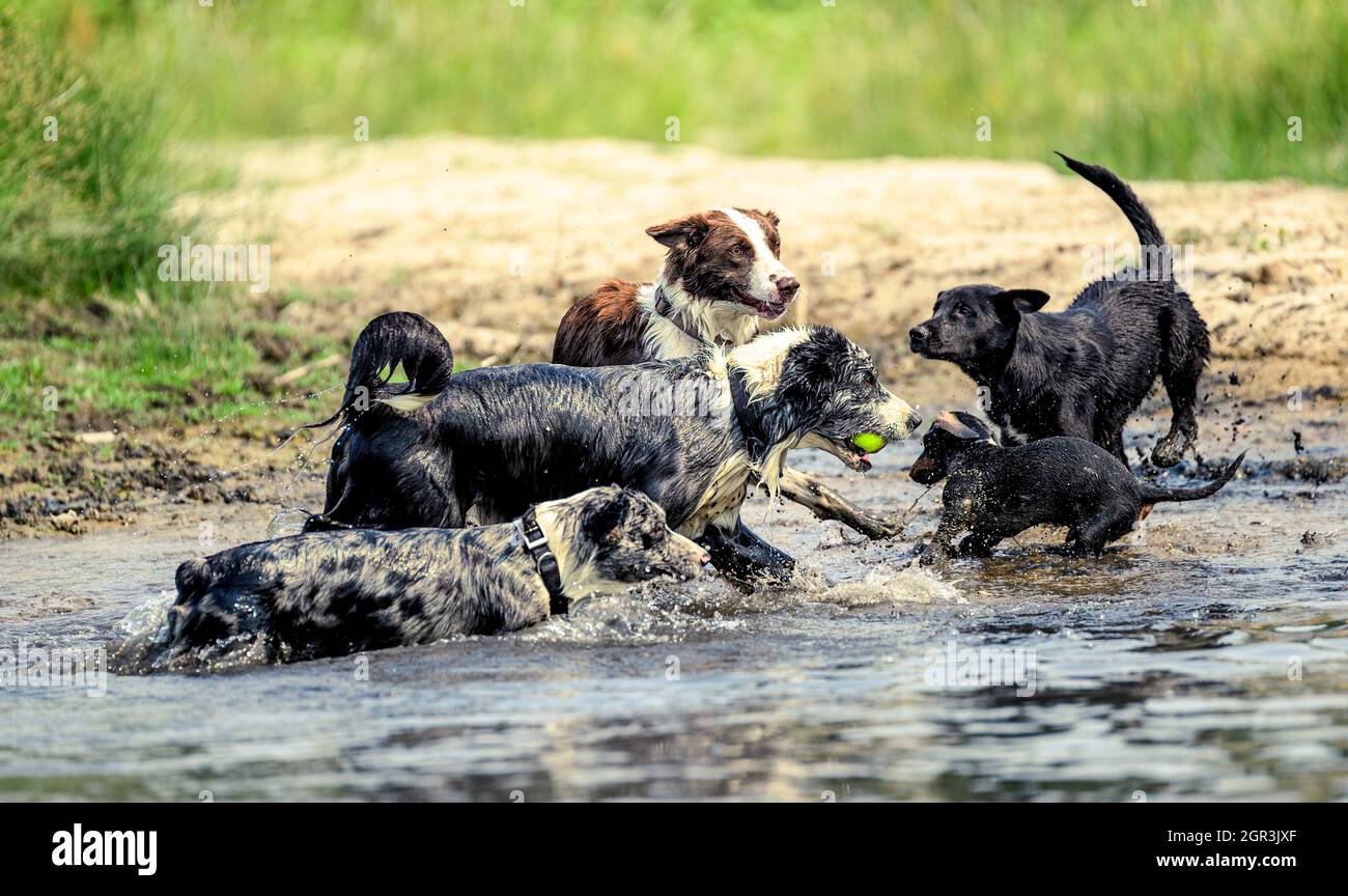 Plusieurs chiens boistureux jouant avec une balle sur la rive de la rivière Banque D'Images