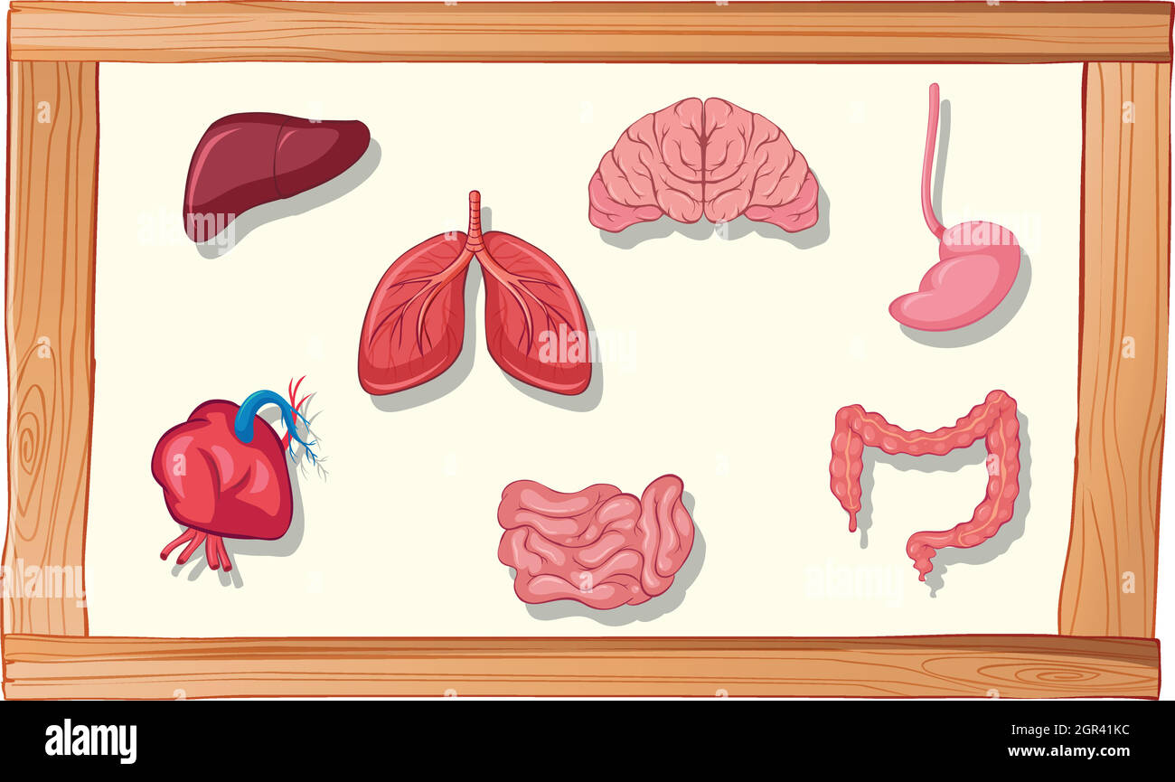 Organes humains dans cadre en bois Illustration de Vecteur