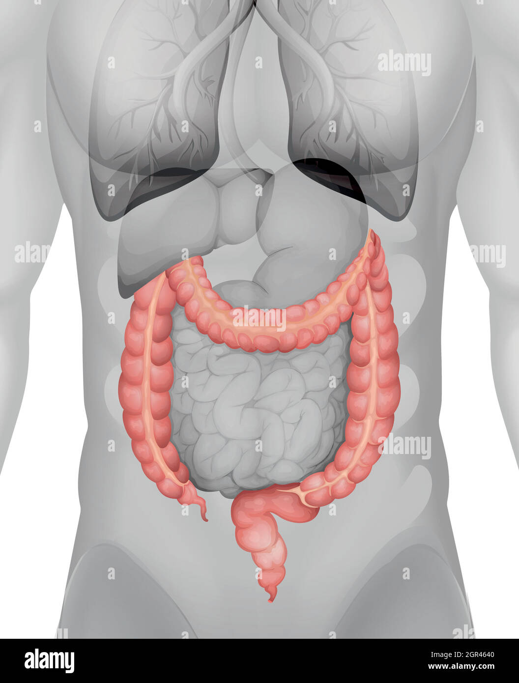 Gros intestin dans le corps humain Illustration de Vecteur