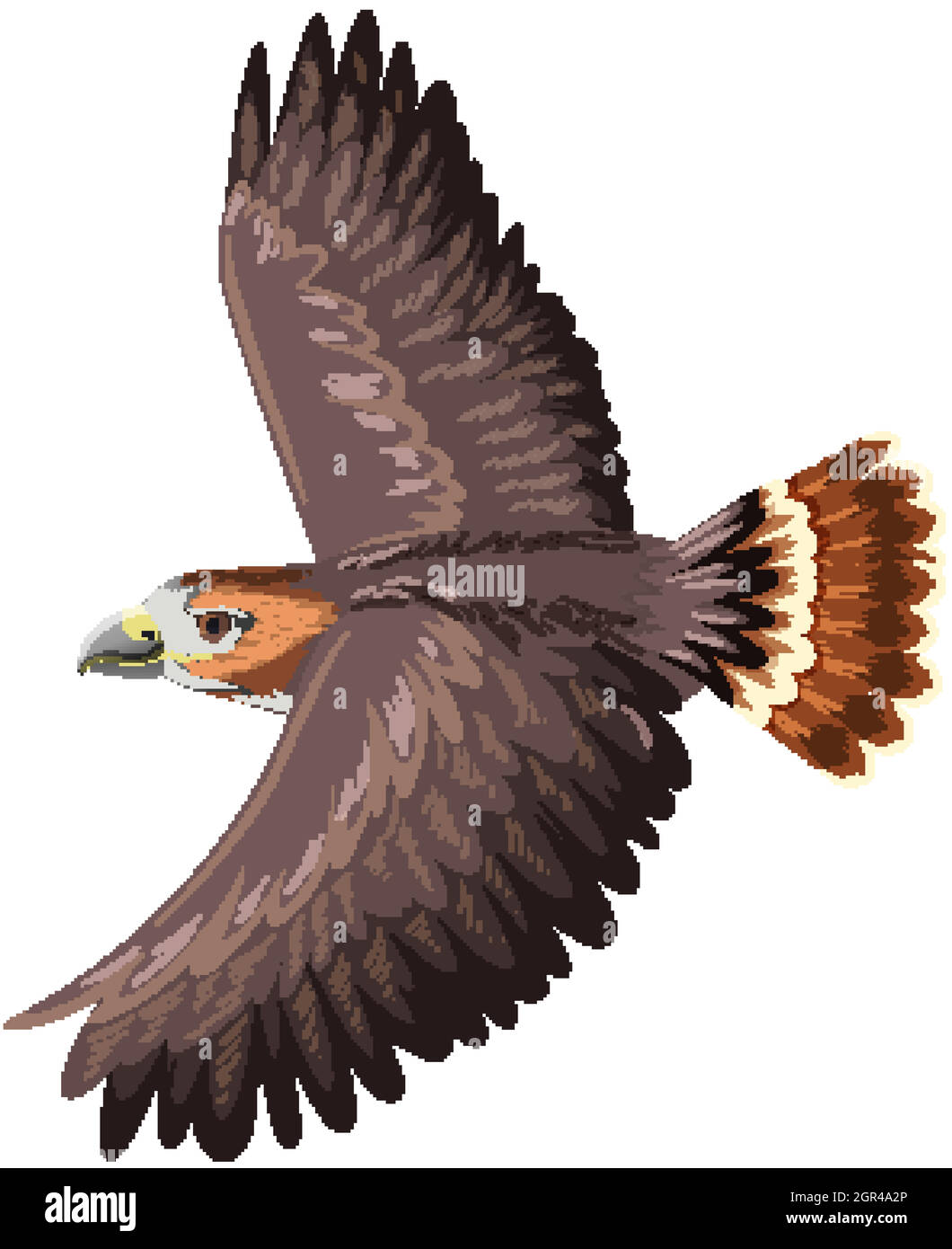 Red Tail Hawk isolé sur fond blanc Illustration de Vecteur