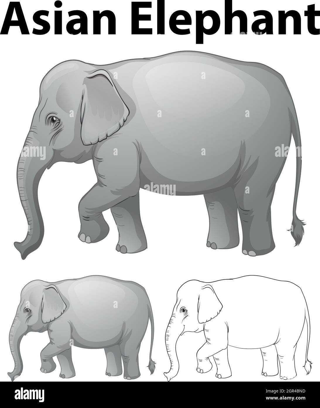 Éléphant d'Asie en trois esquisses Illustration de Vecteur