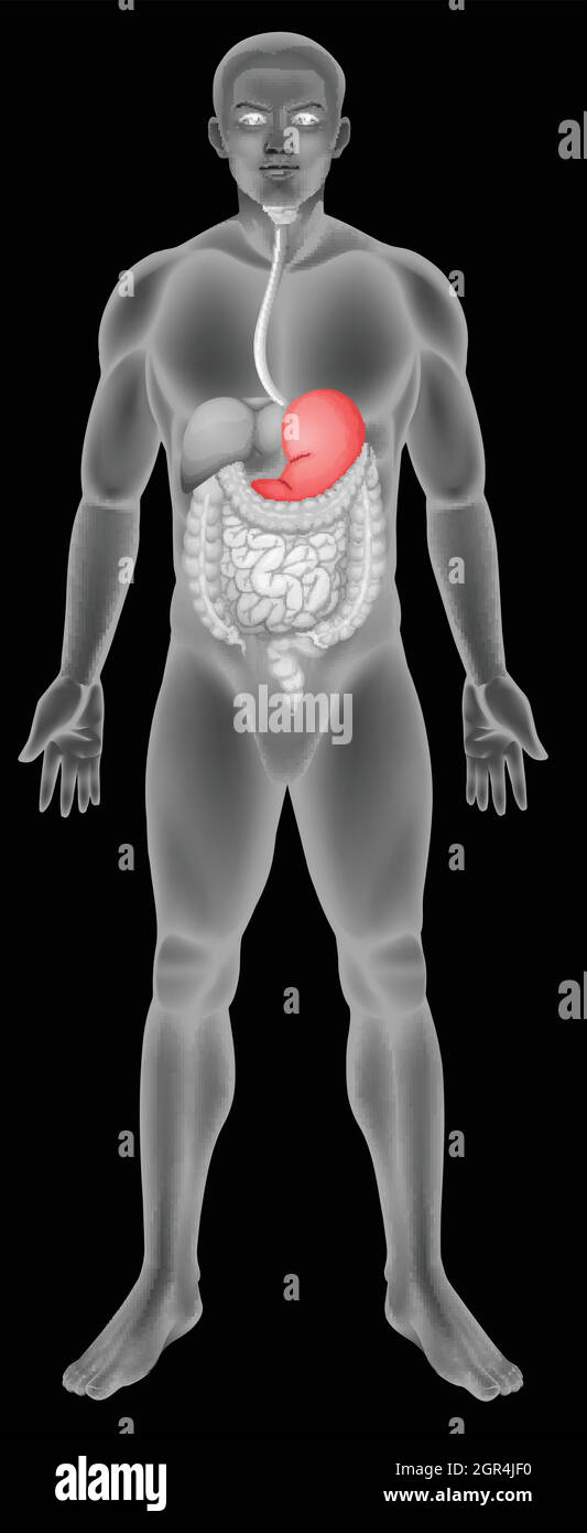 Système digestif de l'estomac Illustration de Vecteur