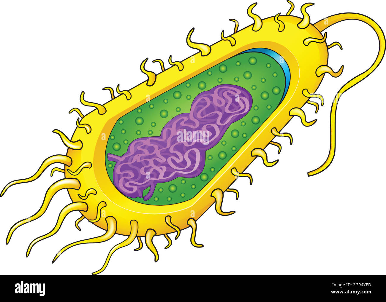 Cellule Bactérie Illustration de Vecteur
