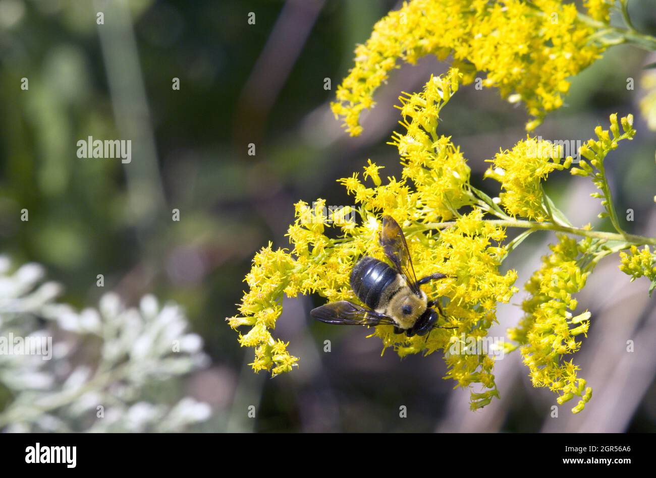 Macro mâle est Carpenter Bumblebee sur fleur jaune d'or Banque D'Images