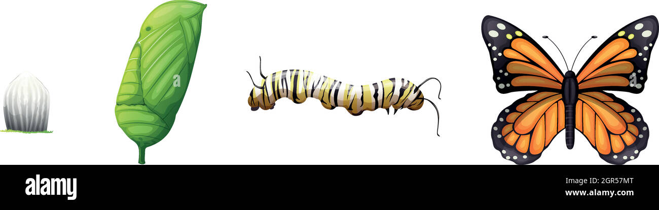 Cycle de vie d'un papillon monarque Illustration de Vecteur