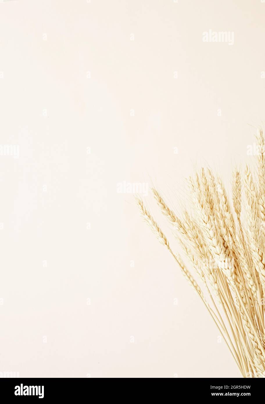 Gros plan des épis de blé sur fond beige.Composition florale neutre  minimale Photo Stock - Alamy