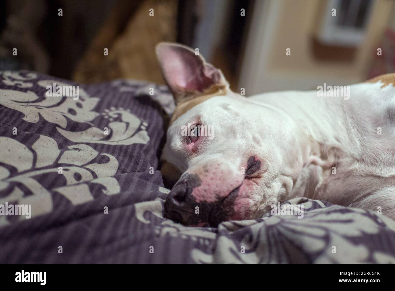 Un chien pitbull (américain et américain Staffordshire Pit Bull Terriers) (Canis lupus familiaris) regarde la caméra avec une expression goofy, alarmée. Banque D'Images