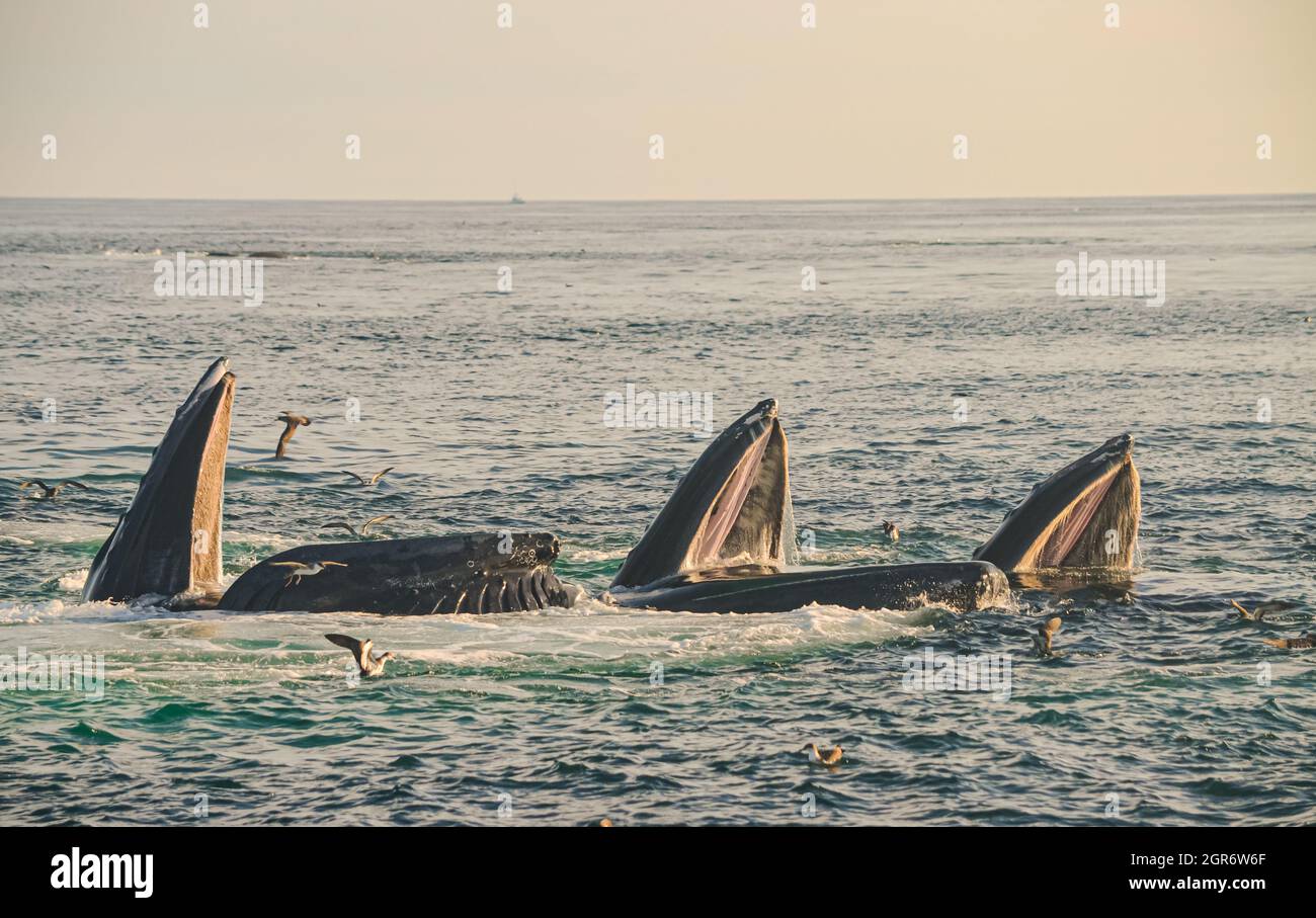 Trois baleines à bosse (Megaptera novaeangliae) coopèrent à la chasse collective appelée alimentation en fente ou alimentation en bulles. Copier l'espace. Banque D'Images