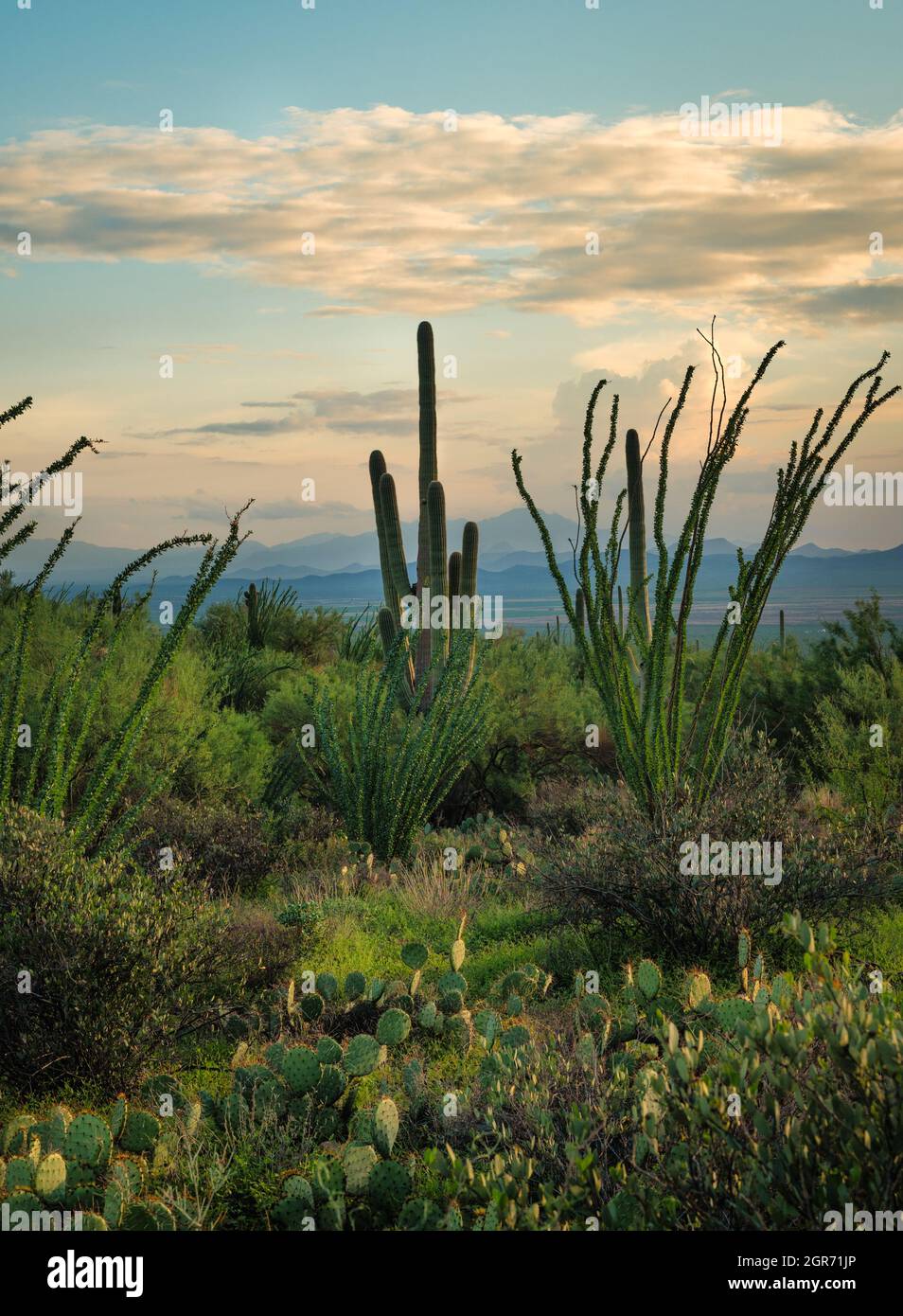 Végétation verte du désert et cactus avec montagnes en arrière-plan Banque D'Images