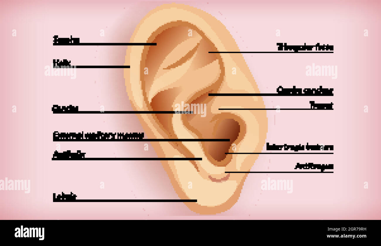 Oreille Externe Banque D Image Et Photos Alamy