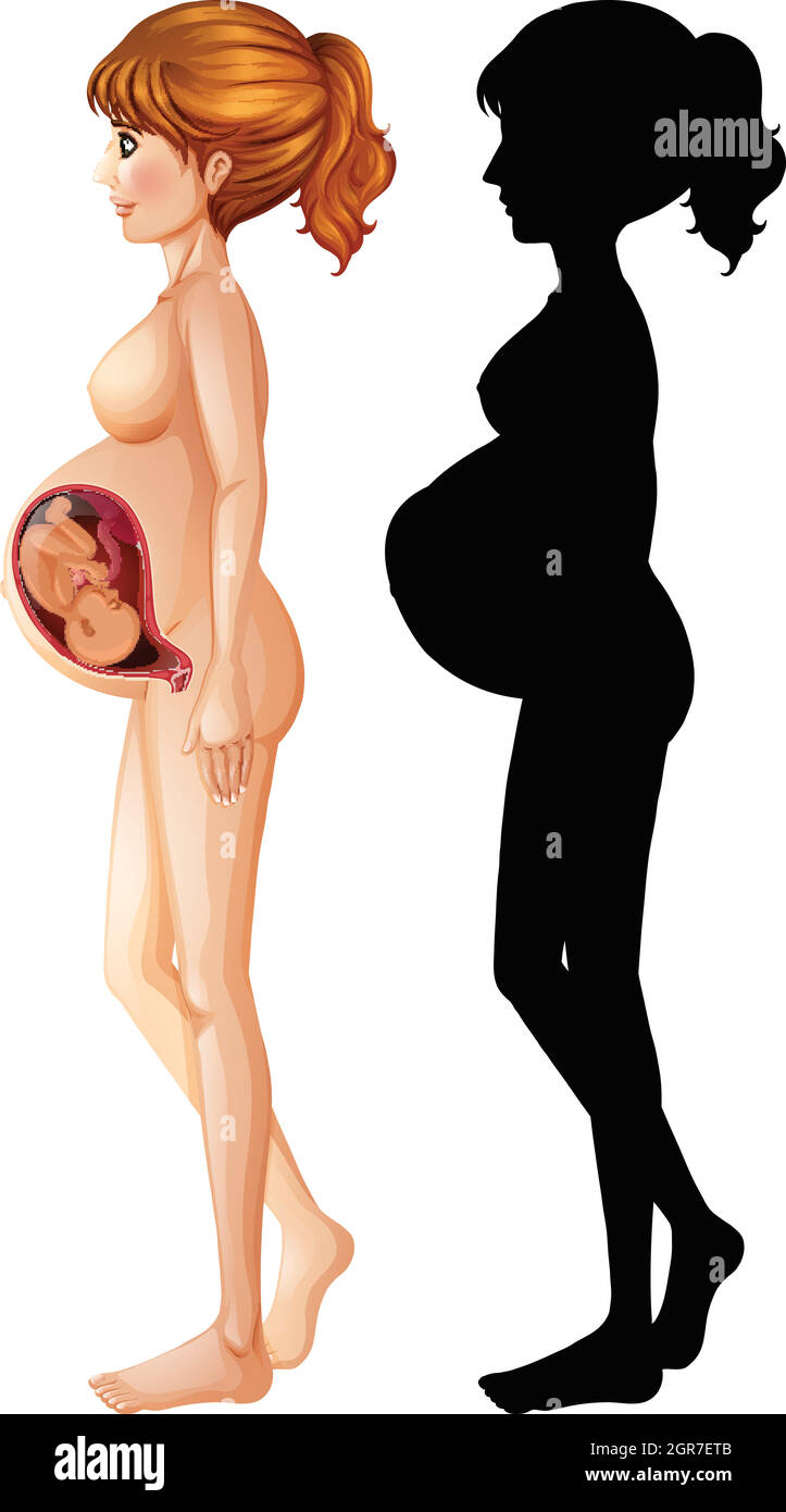 Diagramme montrant la grossesse chez l'homme Illustration de Vecteur