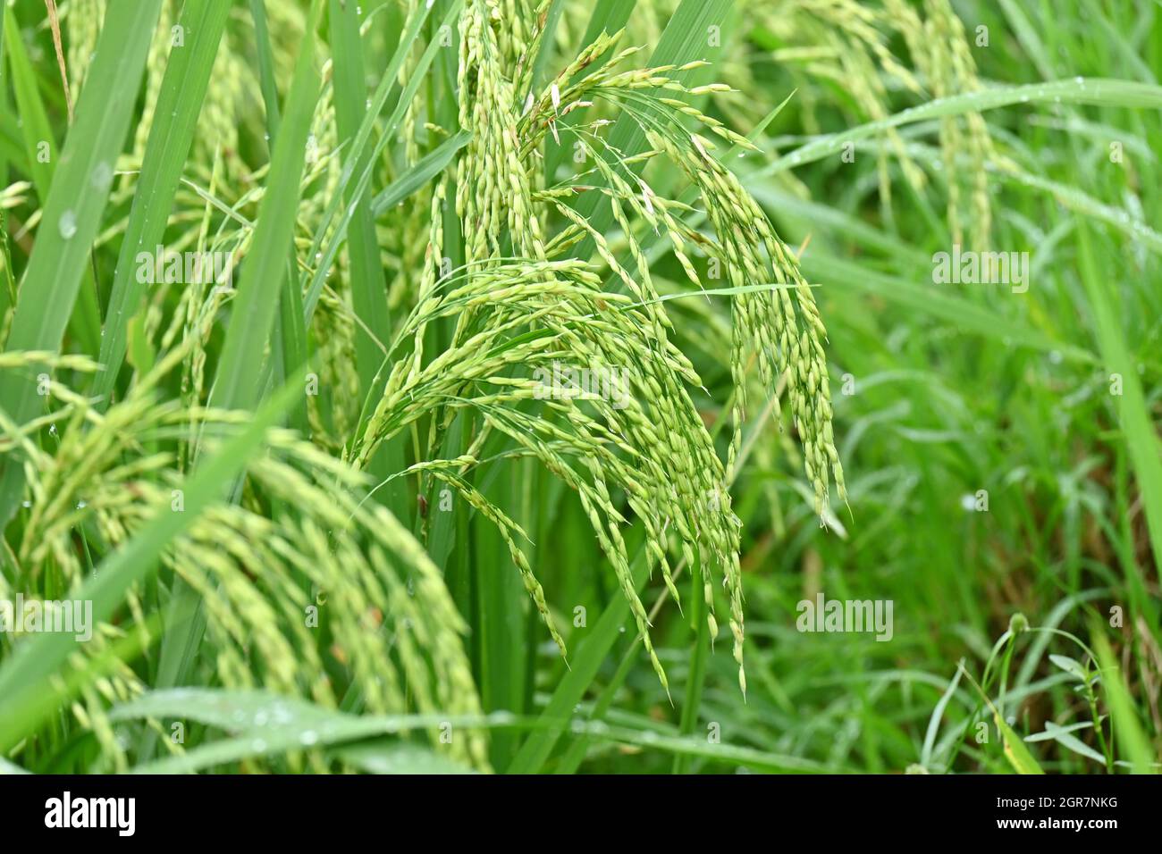 gros plan sur le bouquet de rizières mûres vertes en pleine croissance avec le grain dans la ferme sur fond vert-brun hors foyer. Banque D'Images