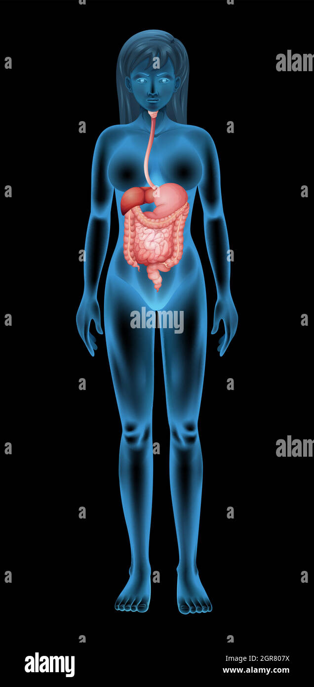 Système digestif femelle Illustration de Vecteur