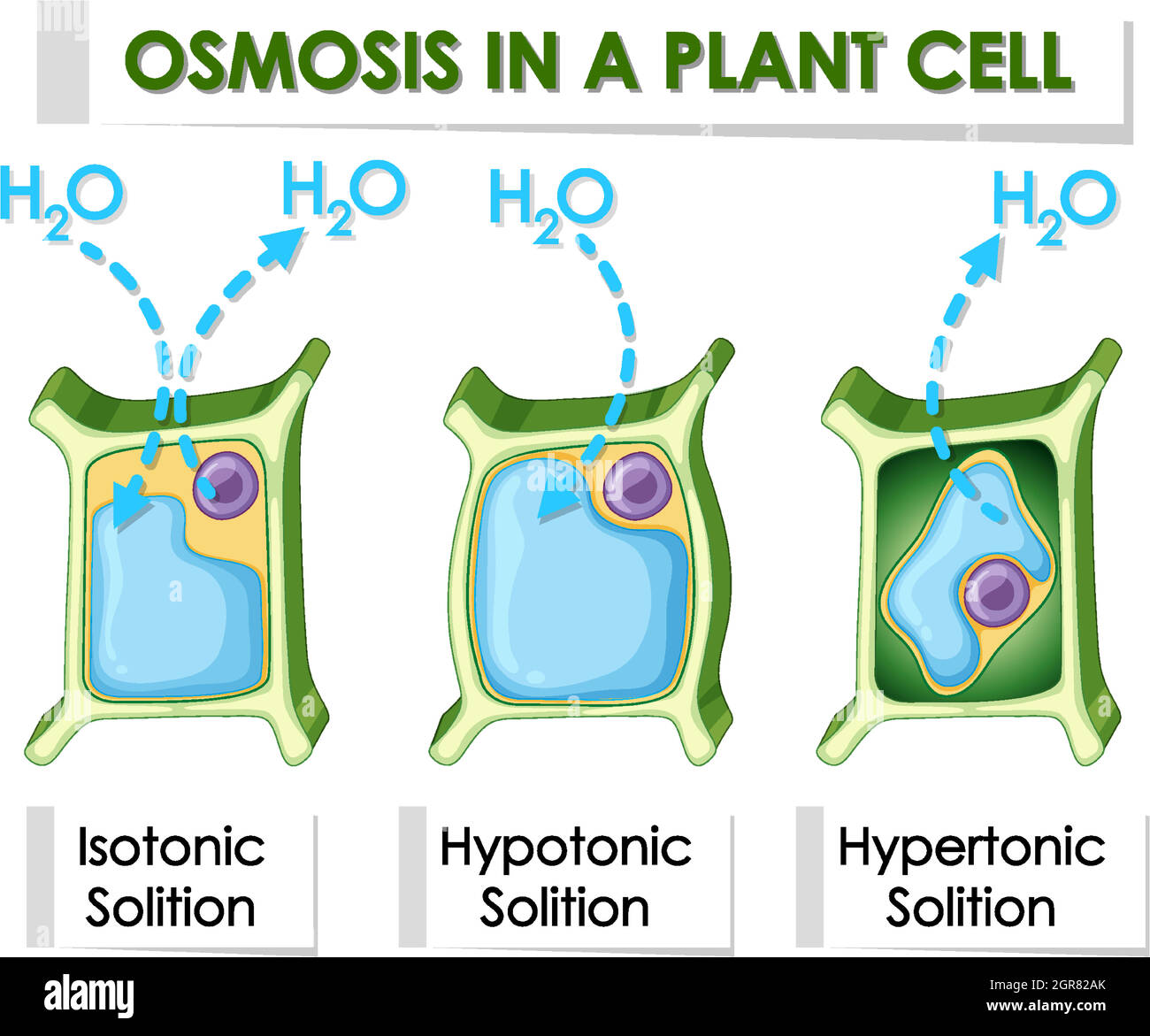 Schéma montrant l'osmose dans la cellule végétale Illustration de Vecteur