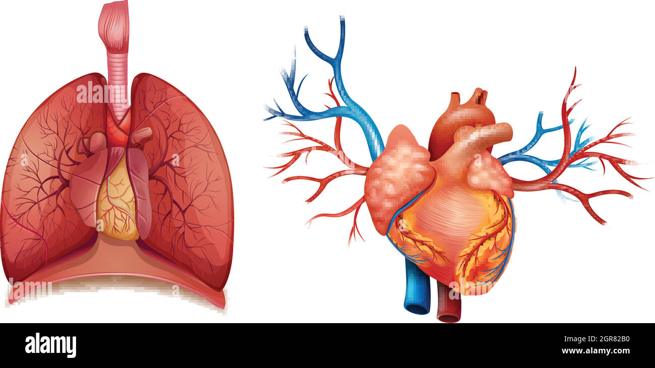 Organe cardiaque Illustration de Vecteur