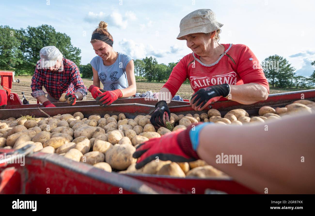 Oldendorf II, Allemagne. 28 septembre 2021. Les travailleurs de la récolte trient les pierres à la main sur une récolteuse de pommes de terre. Credit: Philipp Schulze/dpa/Alamy Live News Banque D'Images