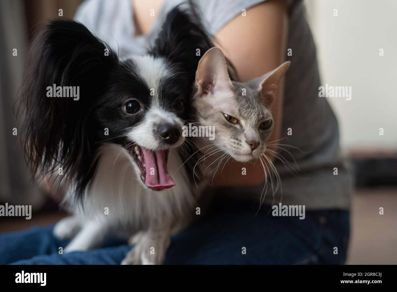 Croisement Chat Et Femme Banque D Image Et Photos Alamy