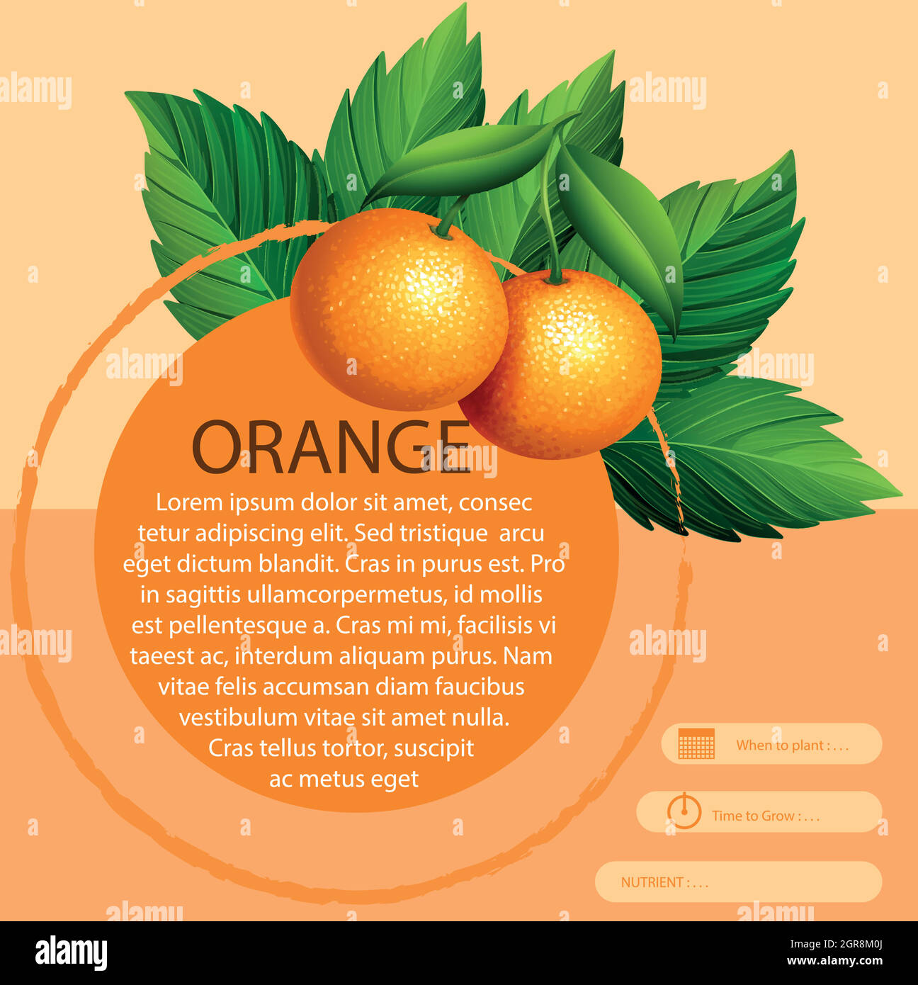 Infographie avec des oranges fraîches Illustration de Vecteur