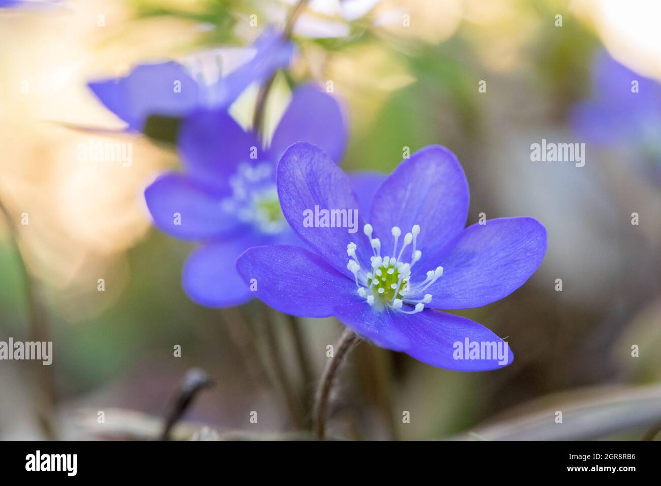 Hepatica Nobilis - fleurs de printemps bleues sur le fond de la forêt Banque D'Images