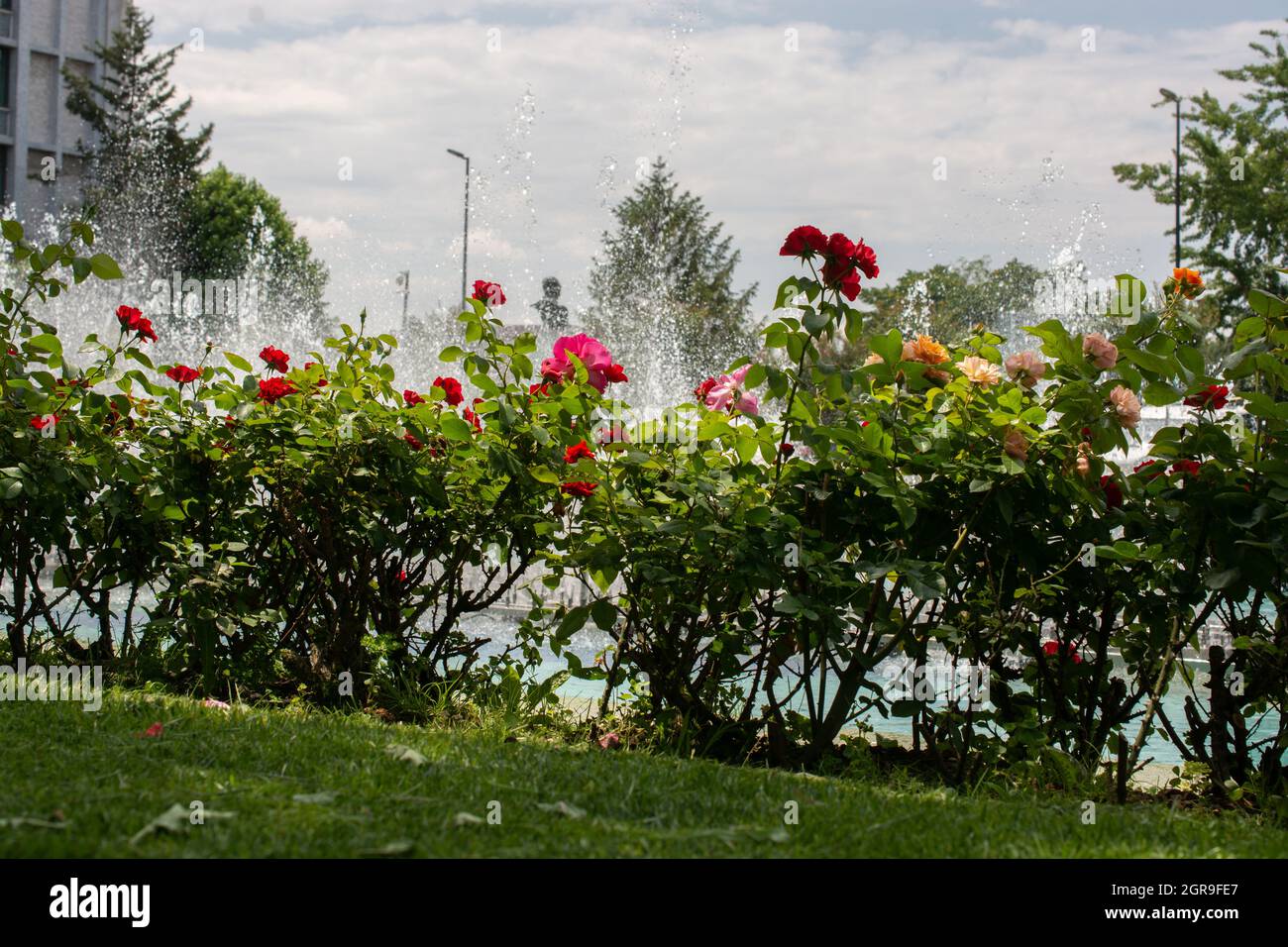 Vue panoramique d'un parc rempli de roses colorées qui sont arrosées entouré d'arbres Banque D'Images