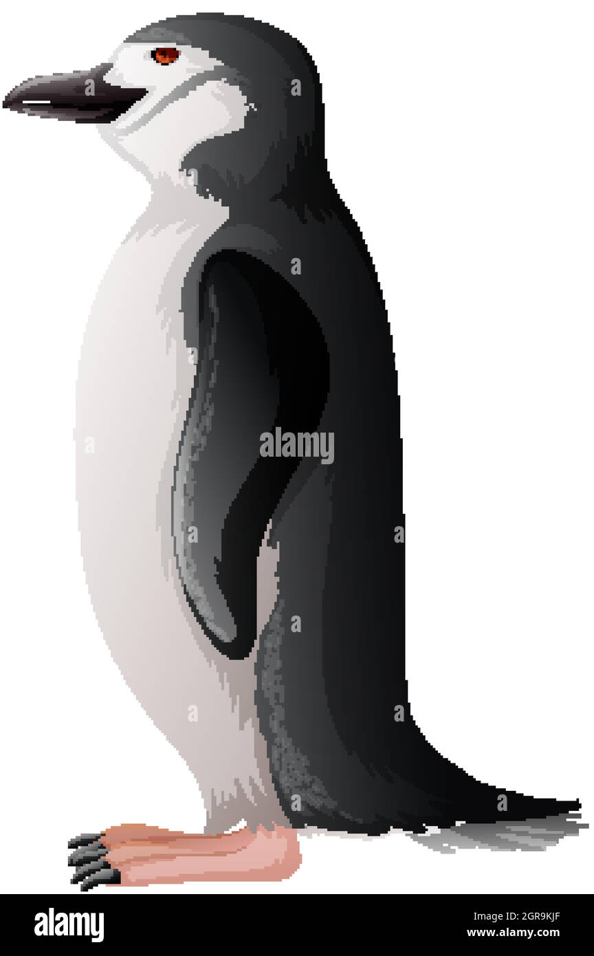 Pingouin debout sur fond blanc Illustration de Vecteur