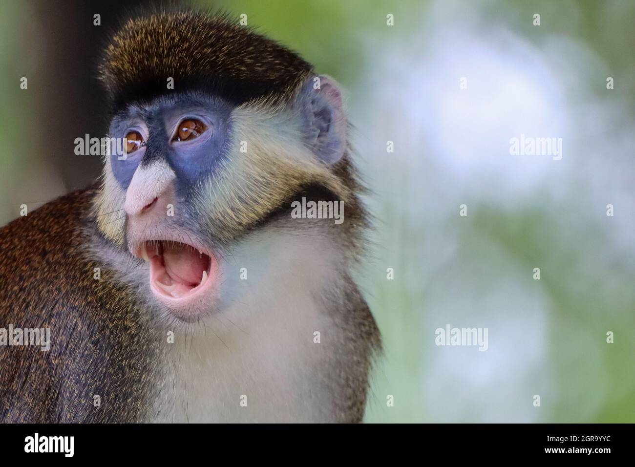 Gueule de singe au Guenon à queue rouge de Schmidt ouverte Photo Stock -  Alamy
