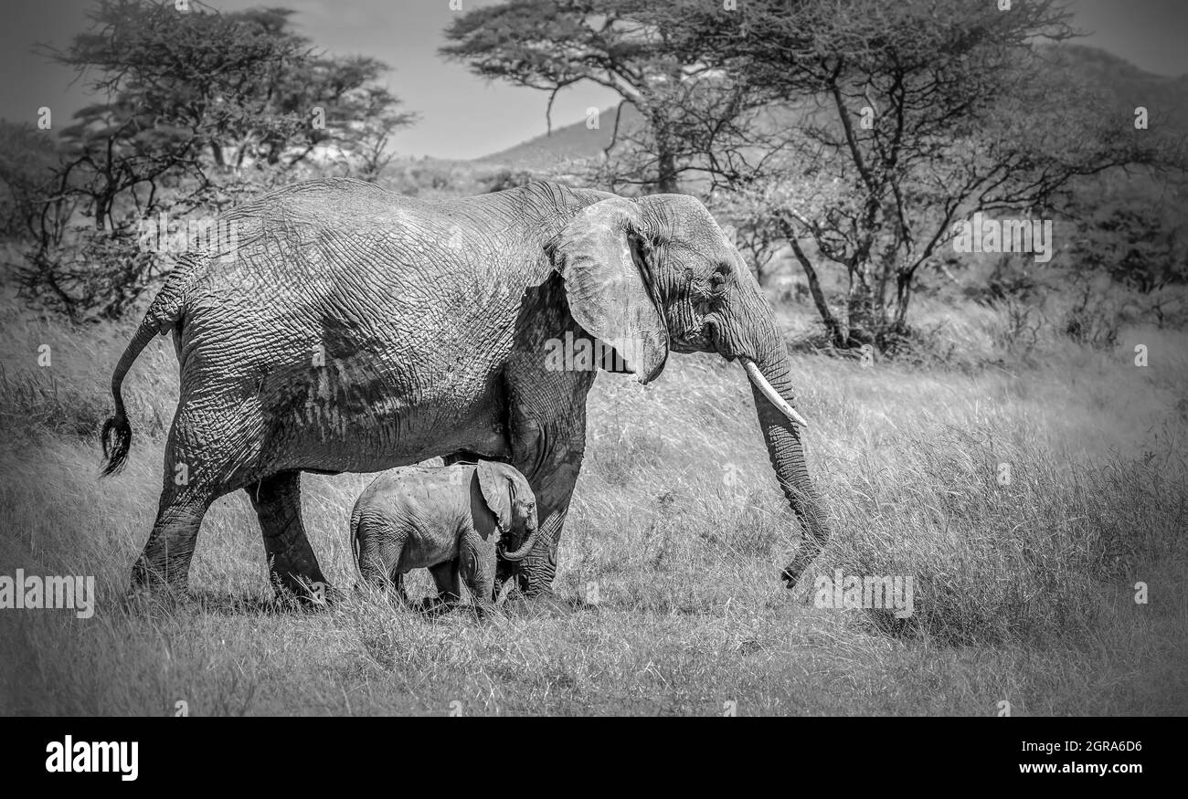 Baby Indian Elephant Banque D Images Noir Et Blanc Alamy