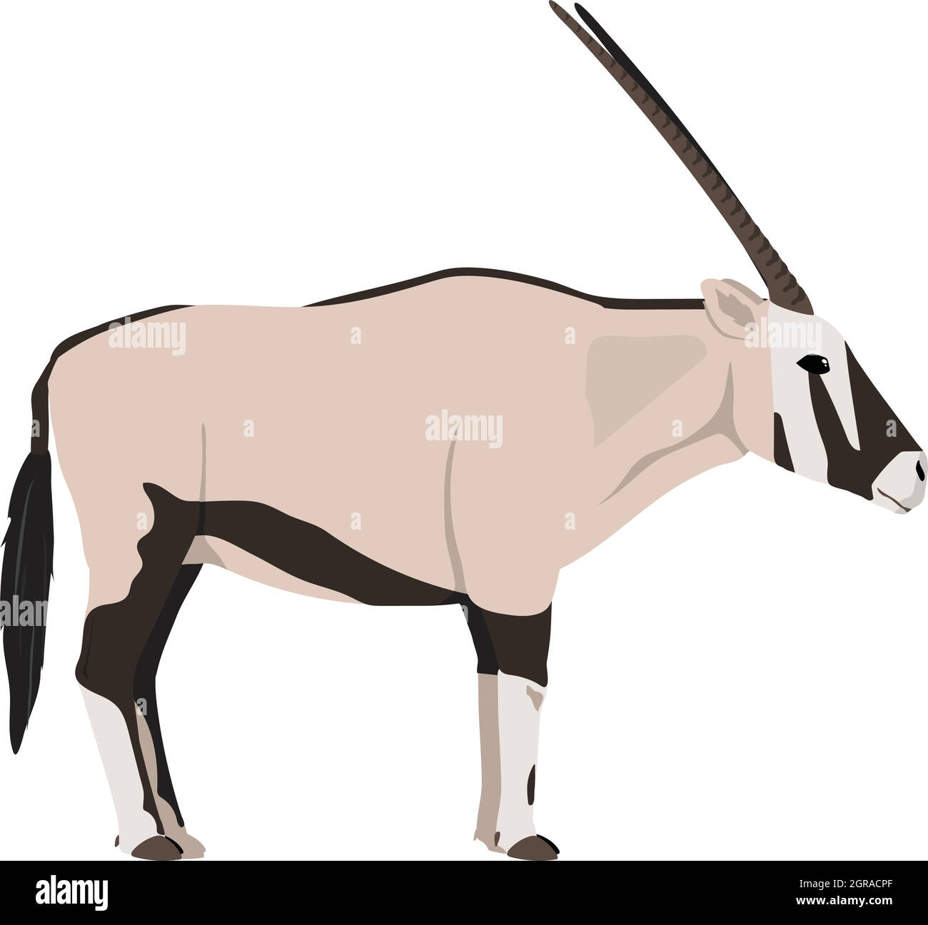 Oryx gazella - Gemsbok - vue latérale - vecteur plat isolé Illustration de Vecteur