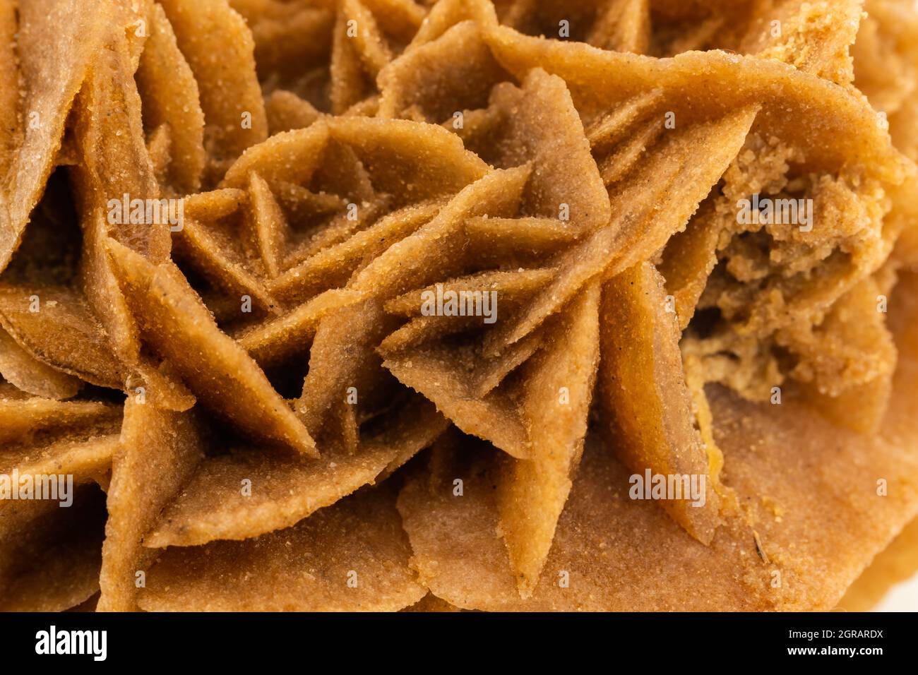 rose désertique, minéral en premier plan Banque D'Images