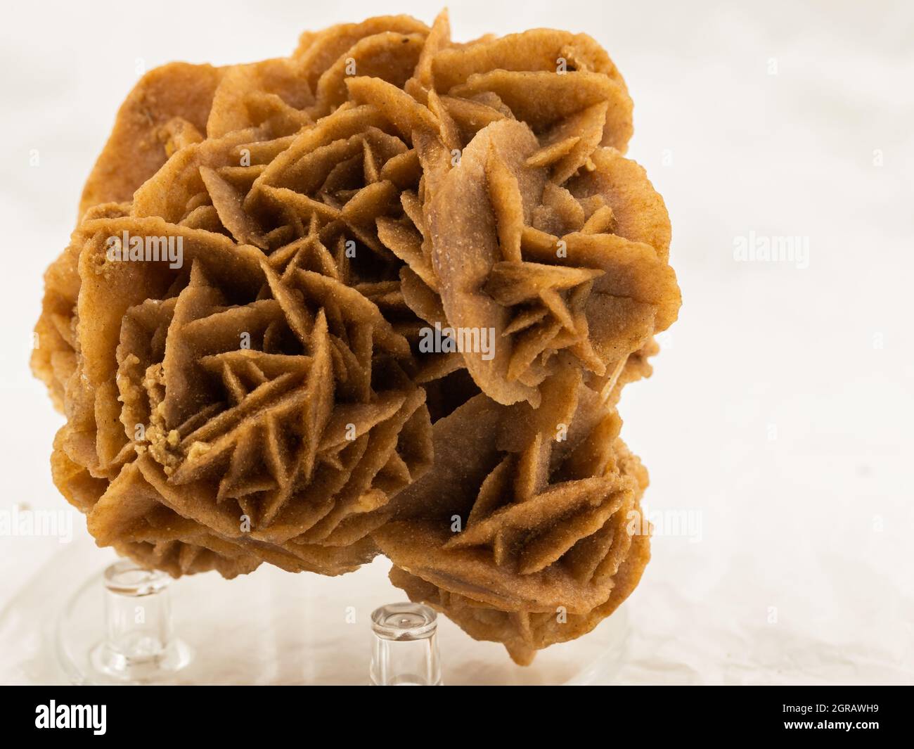 rose désertique, minéral en premier plan Banque D'Images