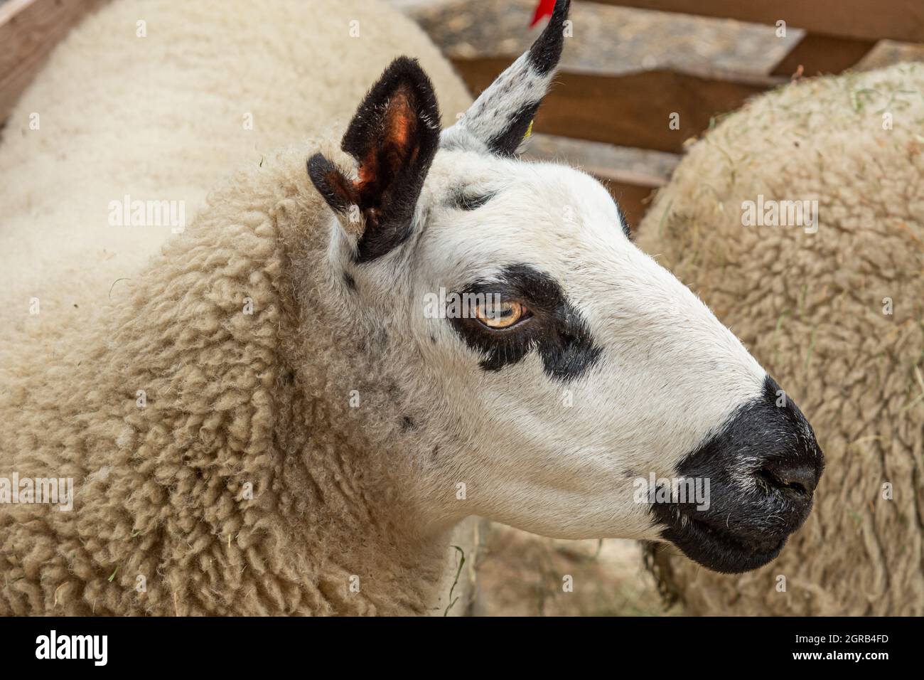Kerry Hill mouton dans un stylo Banque D'Images