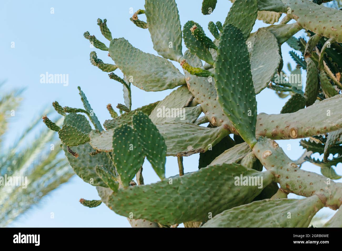 Grandes feuilles de cactus plates sur fond bleu ciel de près Photo Stock -  Alamy