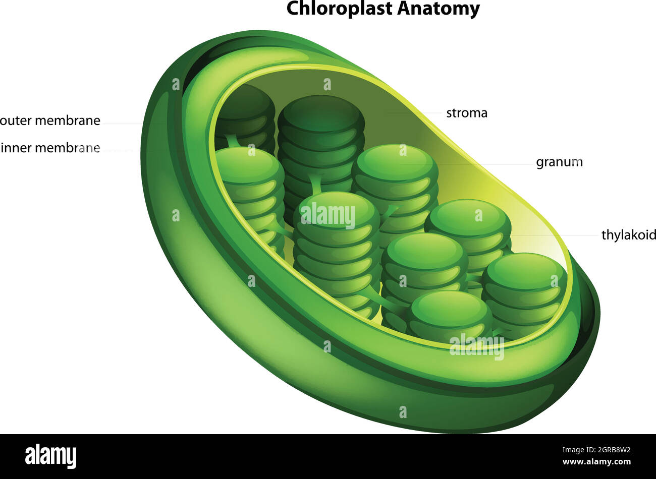 Choloroplast Illustration de Vecteur