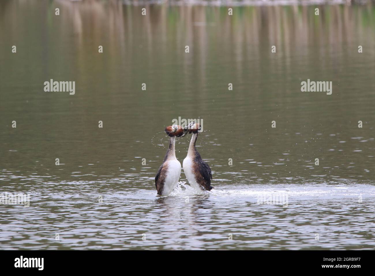 Vue sur la cour de Great Crested Grebes Banque D'Images