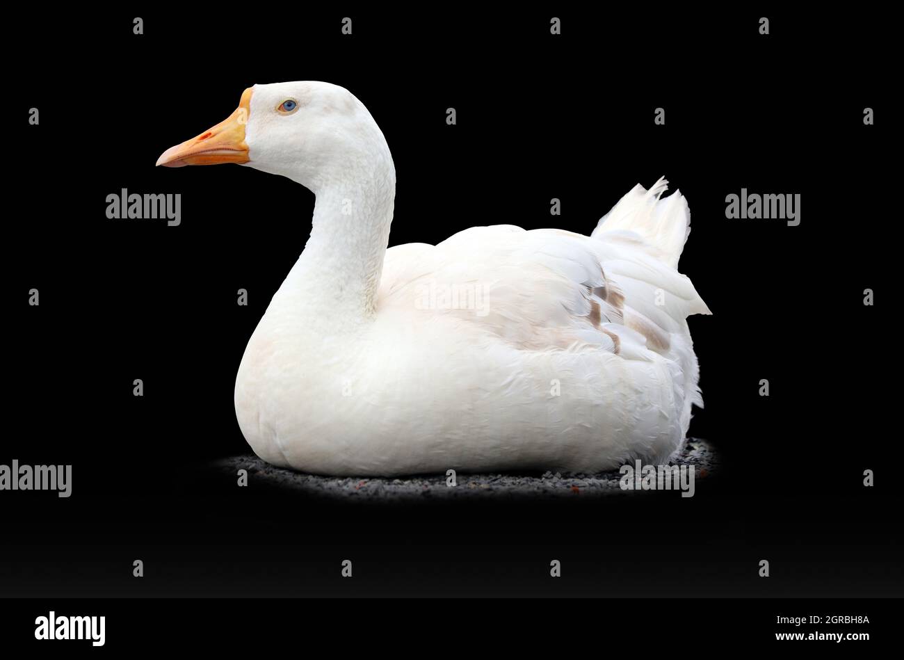 Assise de canard blanc isolée sur fond noir Banque D'Images