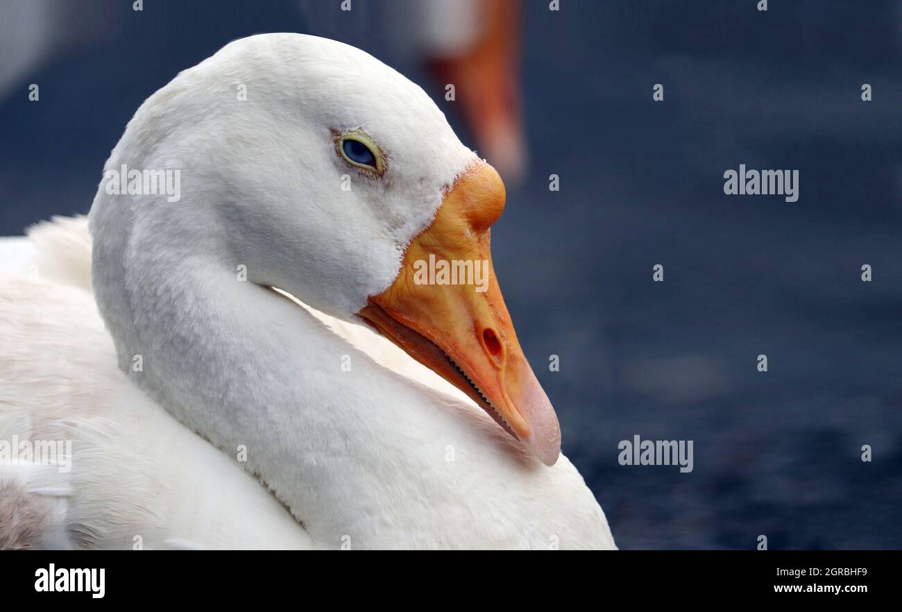 Blanc bec jaune canard gros plan et magnifique arrière-plan flou avec espace de texte Banque D'Images