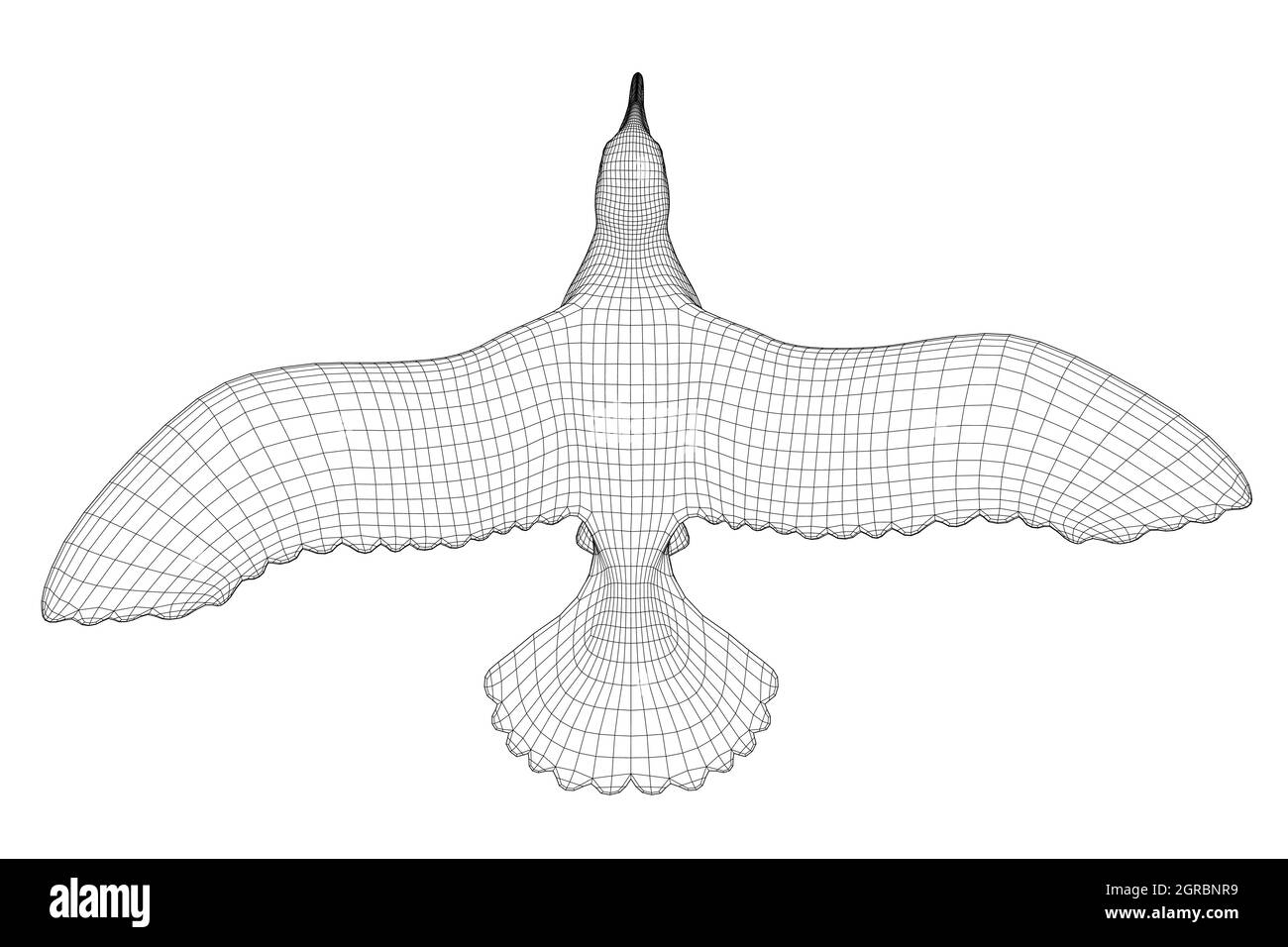 Élément filaire d'oiseau volant isolé sur fond blanc. Vue de dessus. 3D. Illustration vectorielle. Illustration de Vecteur