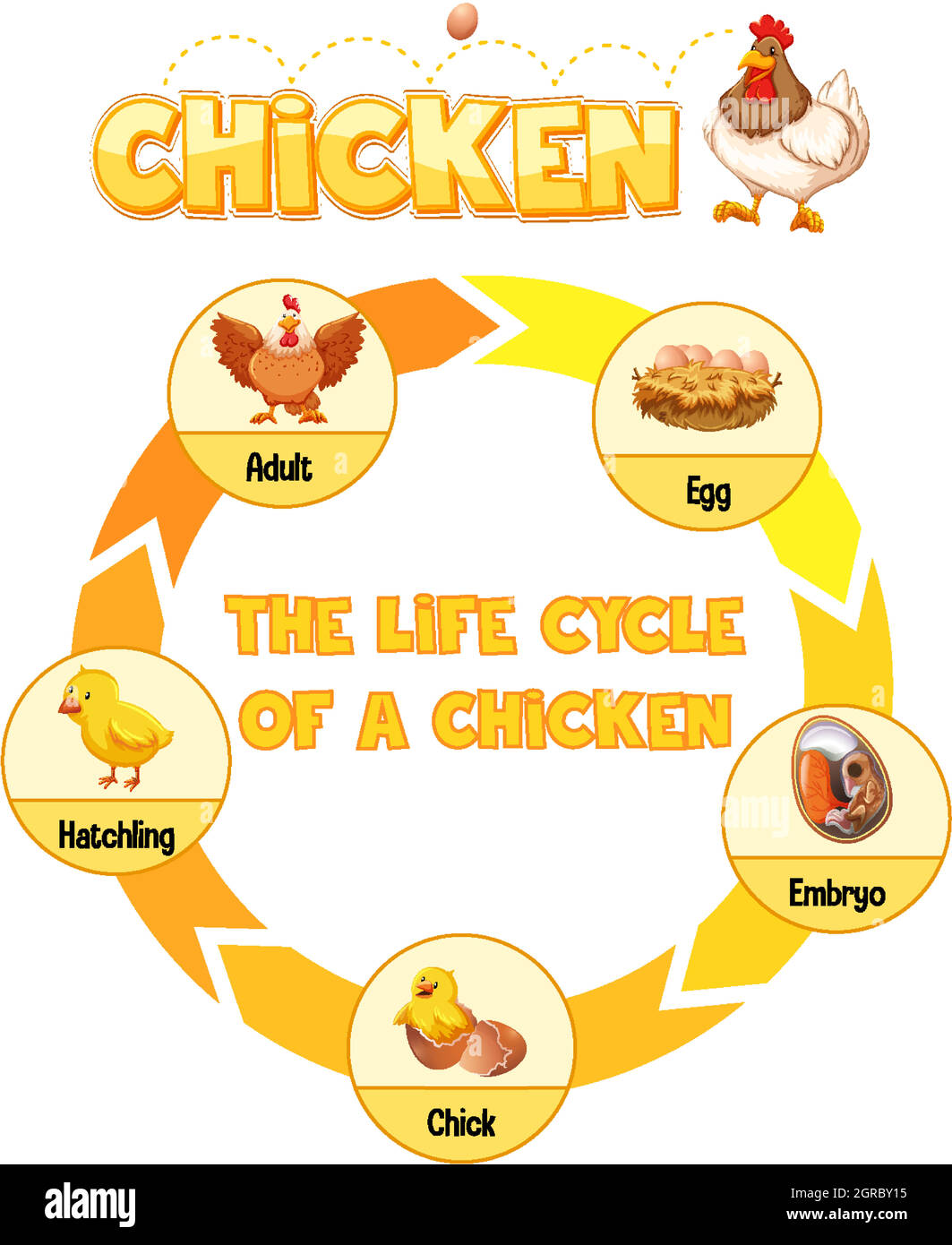 Schéma montrant le cycle de vie du poulet Image Vectorielle Stock - Alamy