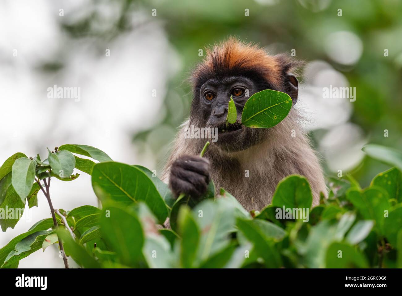 Colobus rouge ougandais - Piliocolobus tephrosceles, beau primate rare timide des forêts africaines, forêt de Kibale, Ouganda. Banque D'Images