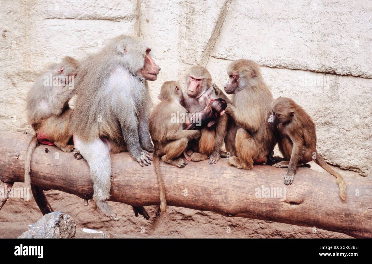 Babouin de Hamadryas, Papio hamadryas, espèce de babouin (prise en 1997 sur film 35 mm) dans un parc animalier Banque D'Images