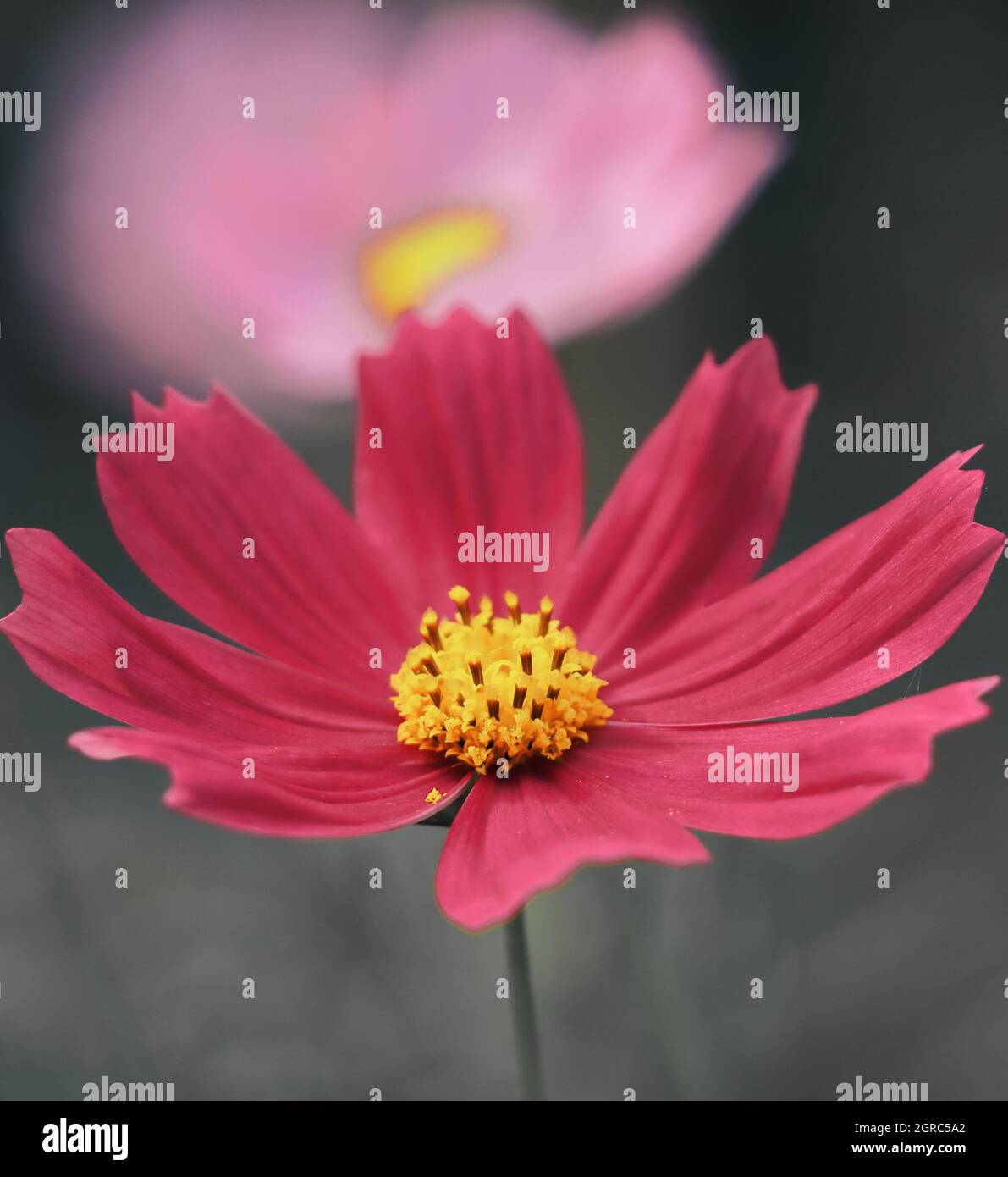 fleurs cosmos avec un arrière-plan sombre et flou Banque D'Images