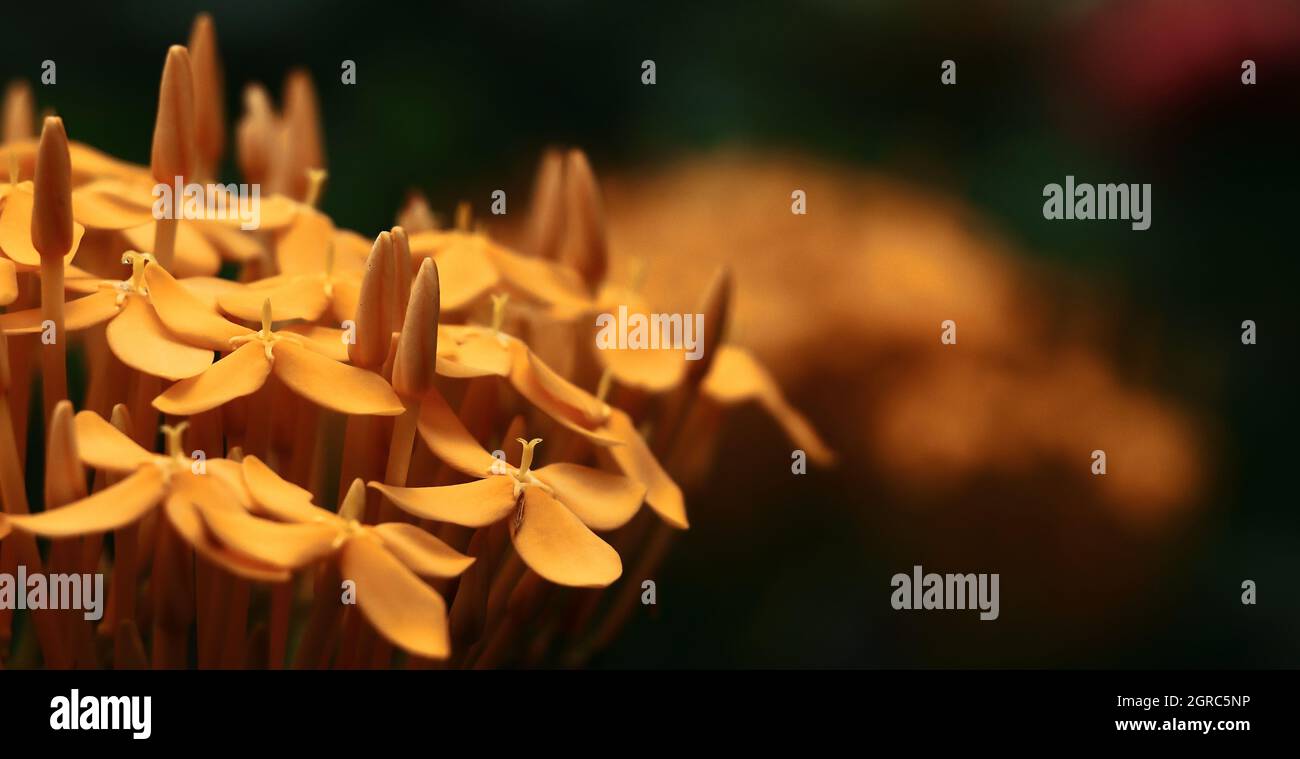 ixora ou géranium de la jungle ou fleur de flamme de la jungle (fleur de rongon) floraison dans le jardin, saison d'été Banque D'Images